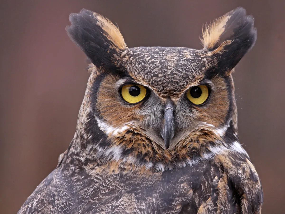 Where Do Great Horned Owls Live? (Habitat + Distribution)