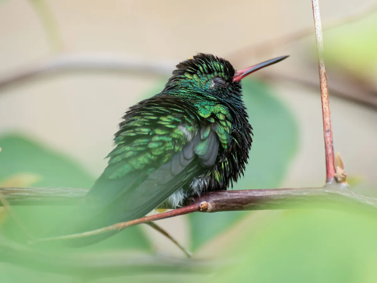 Where Do Hummingbirds Sleep? (Everything Explained)