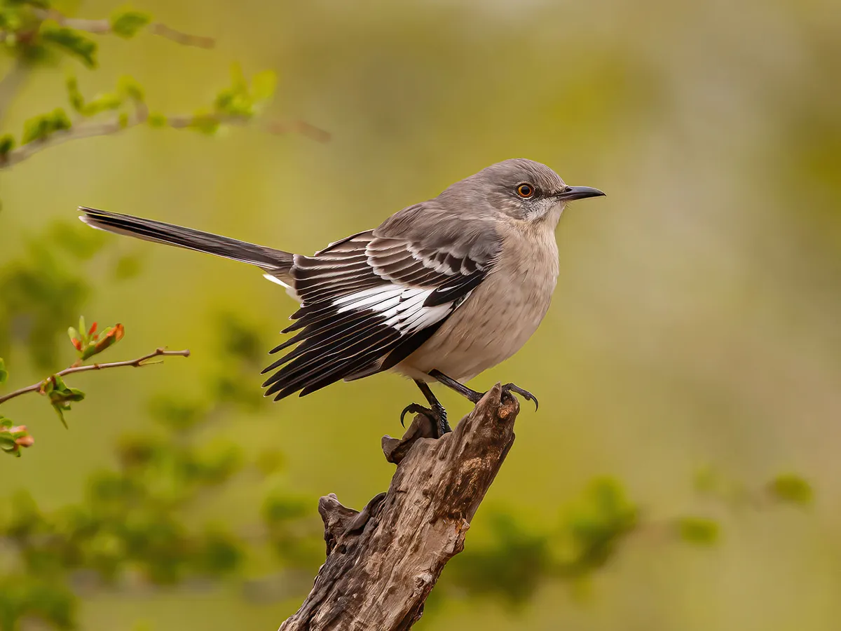 Where Do Northern Mockingbirds Live? (Habitat, Distribution + Range)