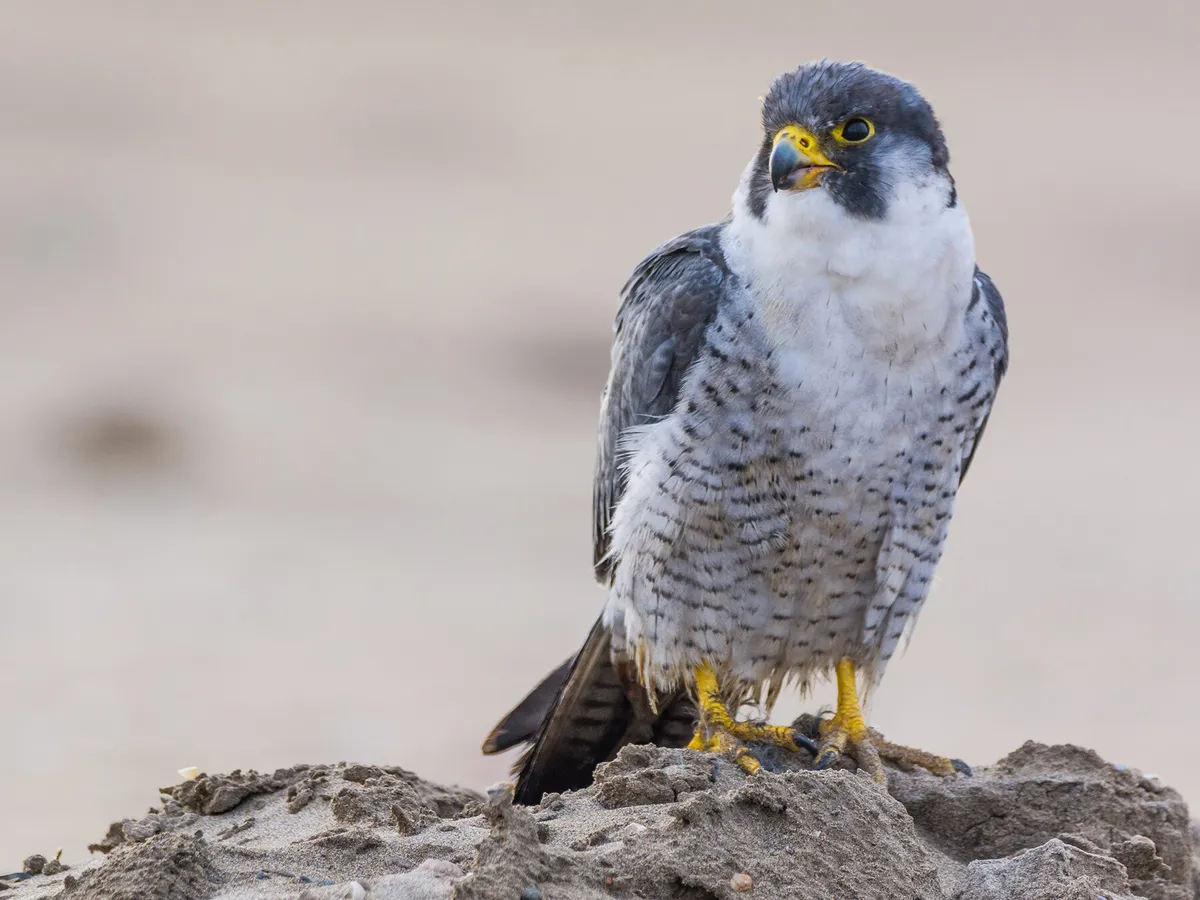Where Do Peregrine Falcons Live? (Habitat + Distribution) | Birdfact