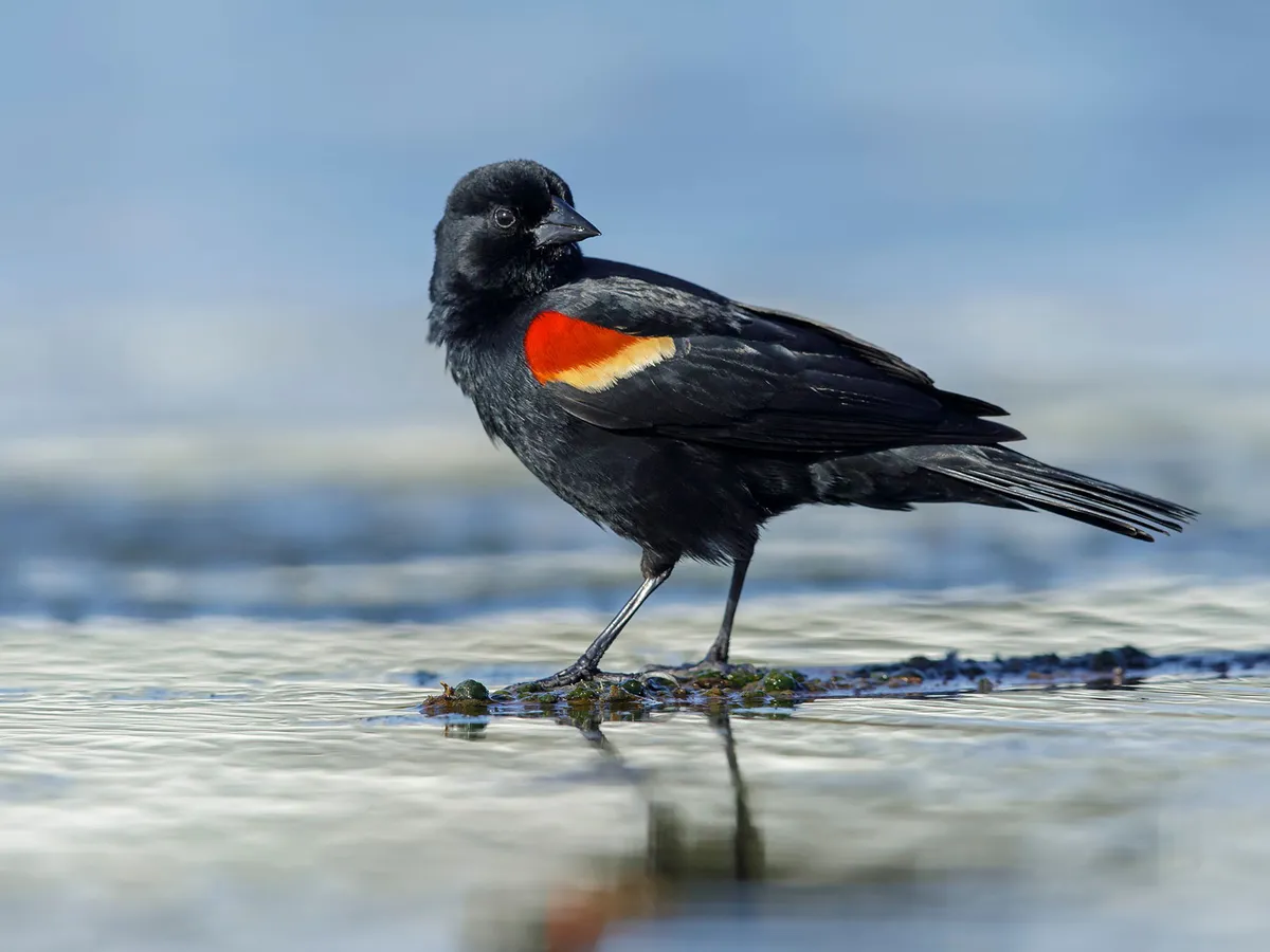 Where Do Red-winged Blackbirds Live? (Range + Habitat)