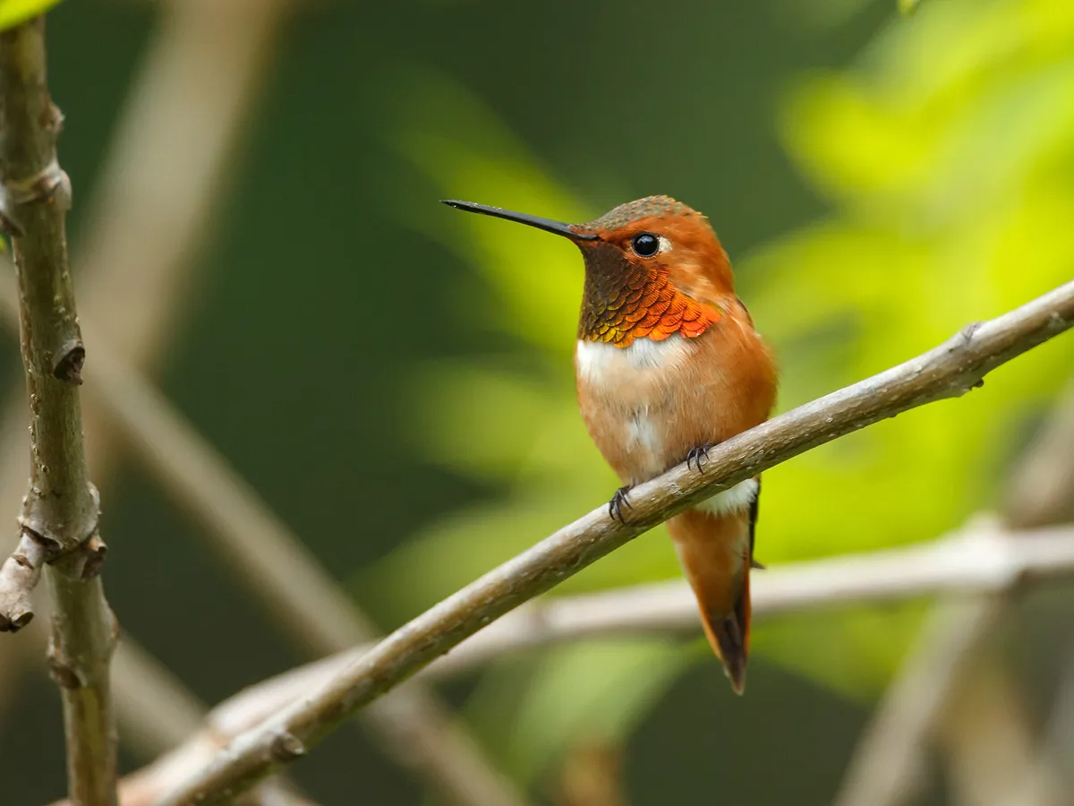 Where Do Rufous Hummingbirds Live? (Habitat + Distribution)
