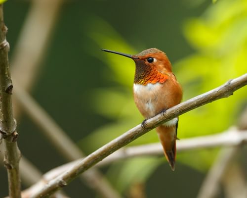 Where Do Rufous Hummingbirds Live? (Habitat + Distribution)