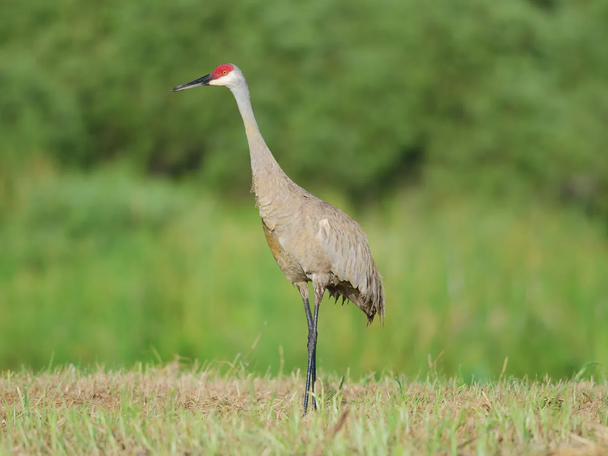 Where Do Sandhill Cranes Live? (Habitat + Distribution)