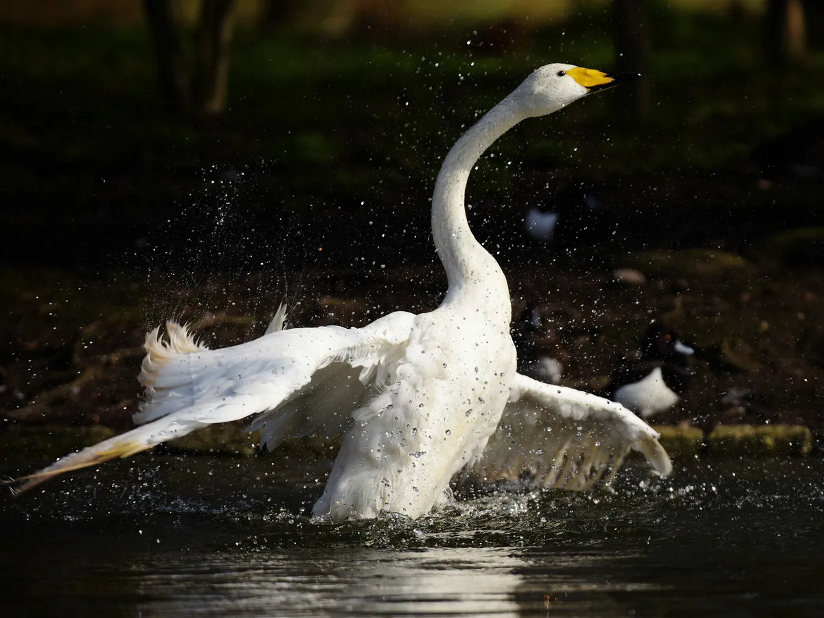 Whooper swan 1