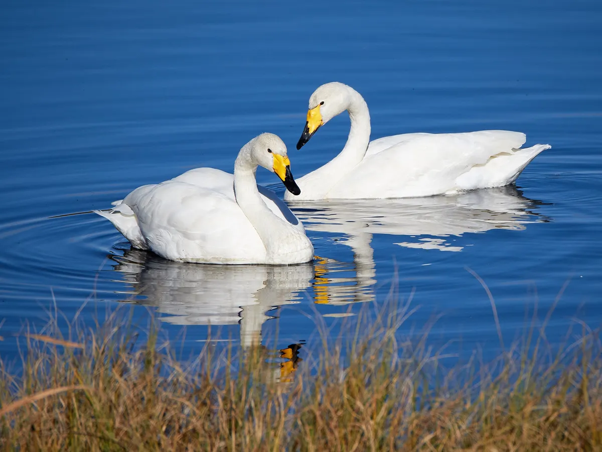 A pair of Whooper Swans