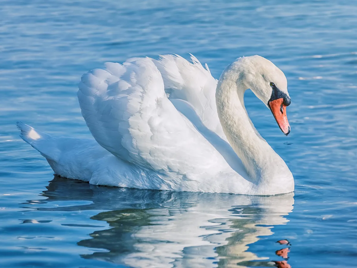 Why Are Swans Aggressive? (Can They Break Bones)