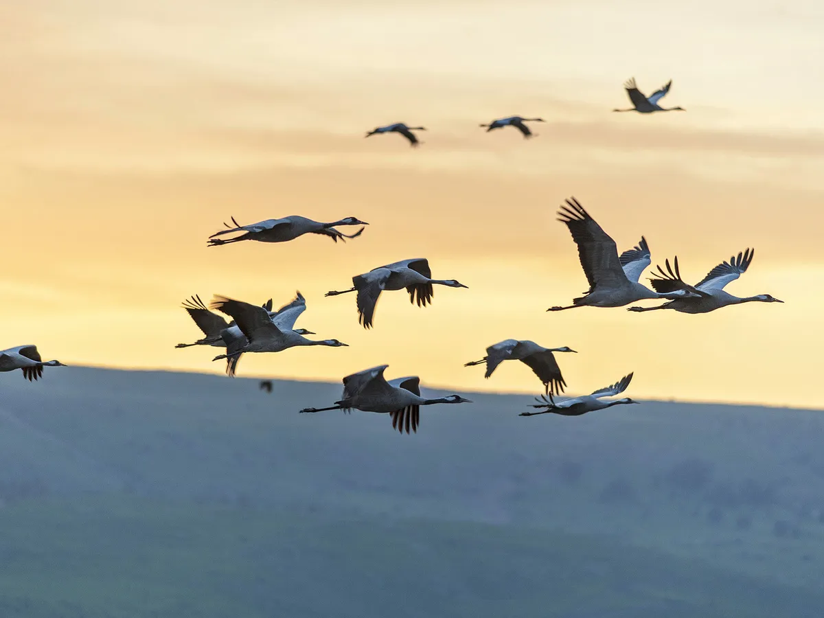 Why Do Birds Migrate? (All You Need To Know)