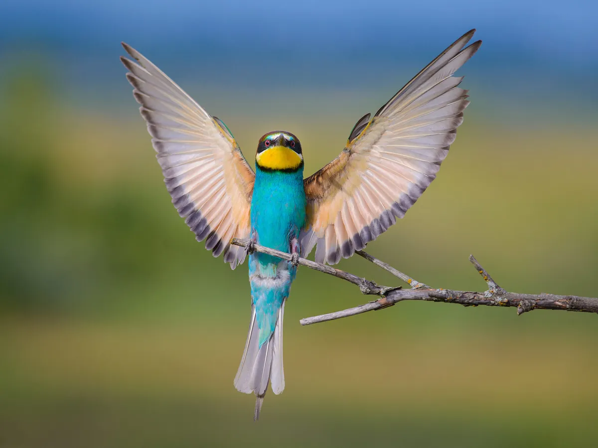 Why Do Birds Open Their Wings? (5 Key Reasons + Sunning Explained)