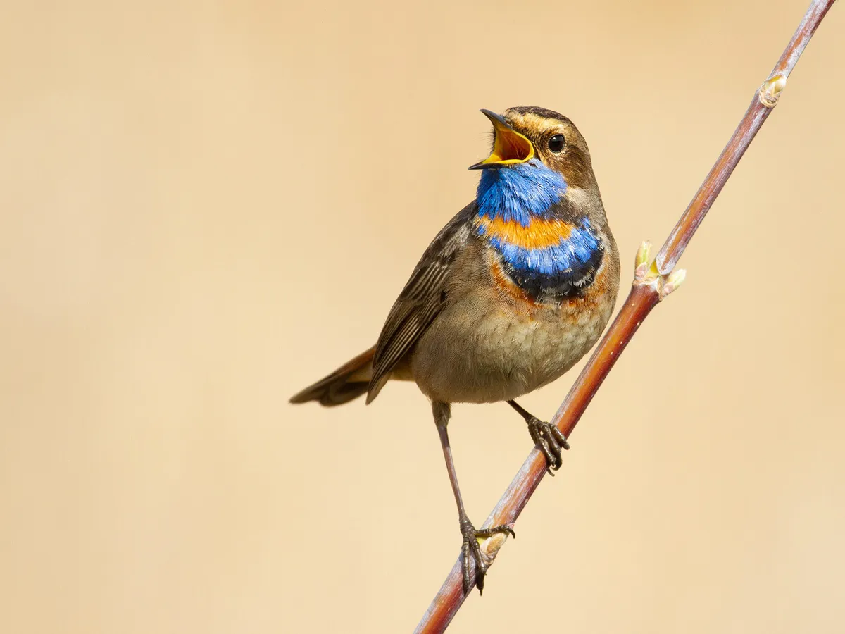 Why Do Birds Sing? (All You Need To Know)