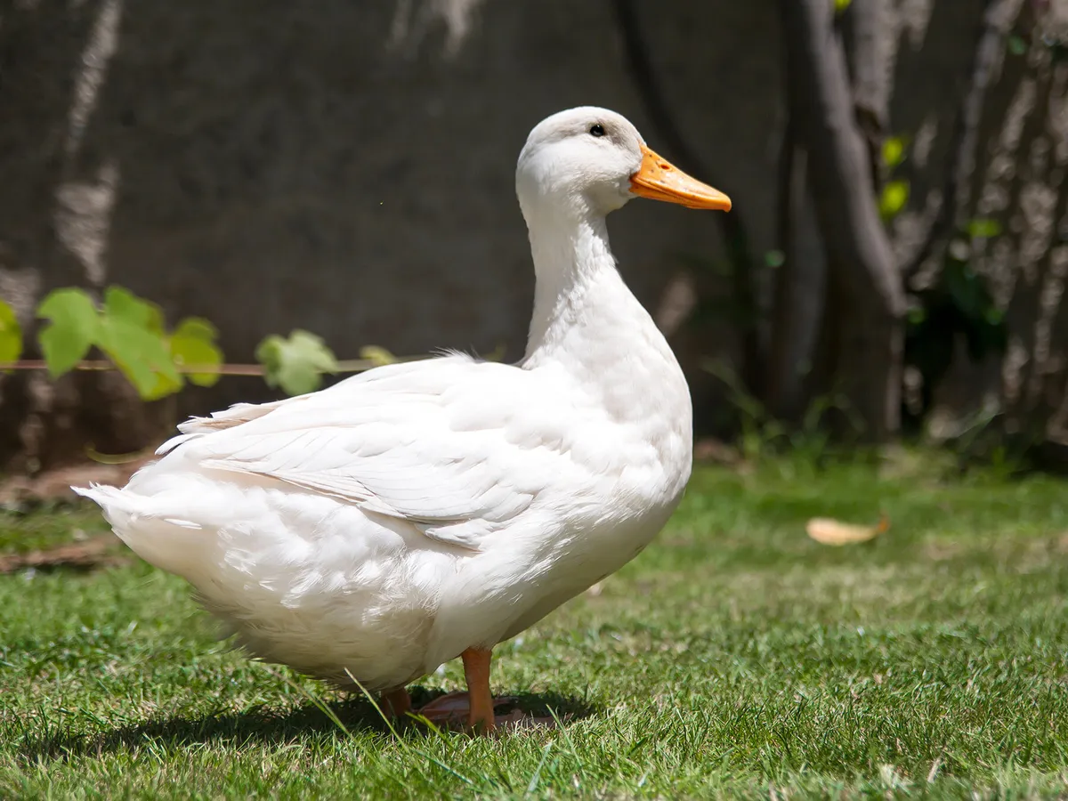 Why Do Ducks Wag Their Tails? (6 Reasons Explained)