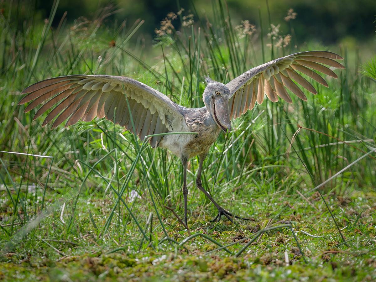 Are Shoebills Dangerous? (All You Need To Know) | Birdfact