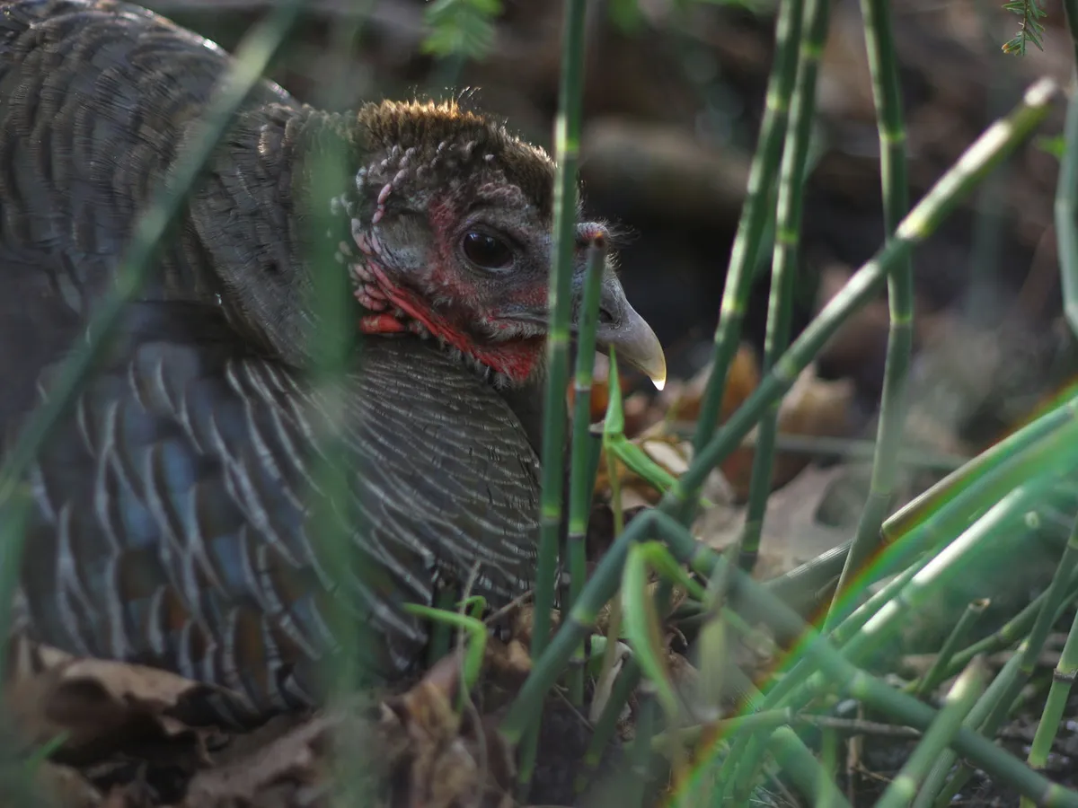 Wild Turkey Nesting (Behavior, Eggs + Location)