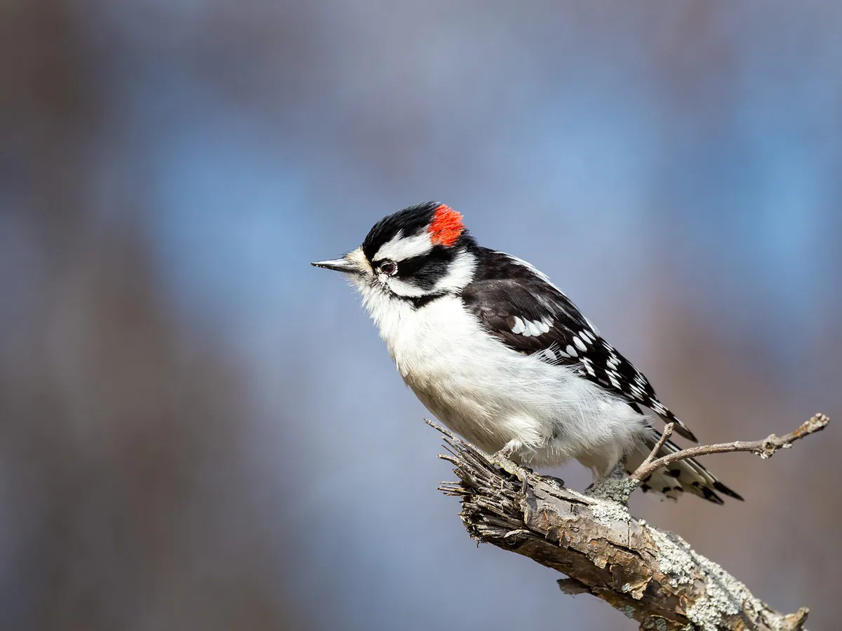 Types of Woodpeckers in Kansas (Complete Guide)