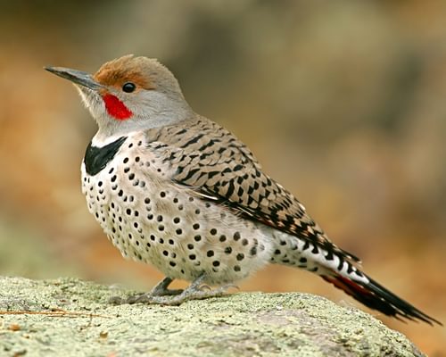 Types Of Woodpeckers In Virginia (Complete Guide)