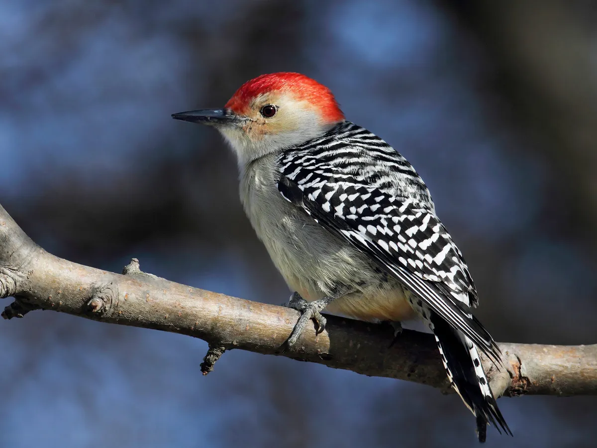 Types Of Woodpeckers In Wisconsin (Complete Guide)