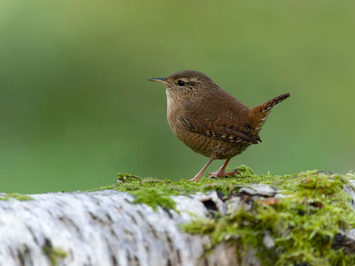 Wren perched on a mossy log