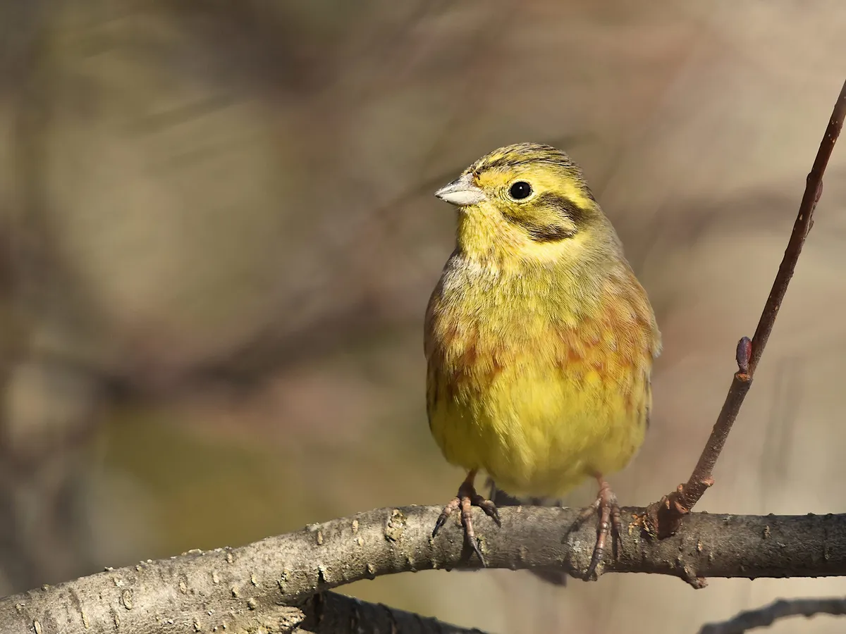 Yellow Birds In The UK (Complete Guide with Pictures)