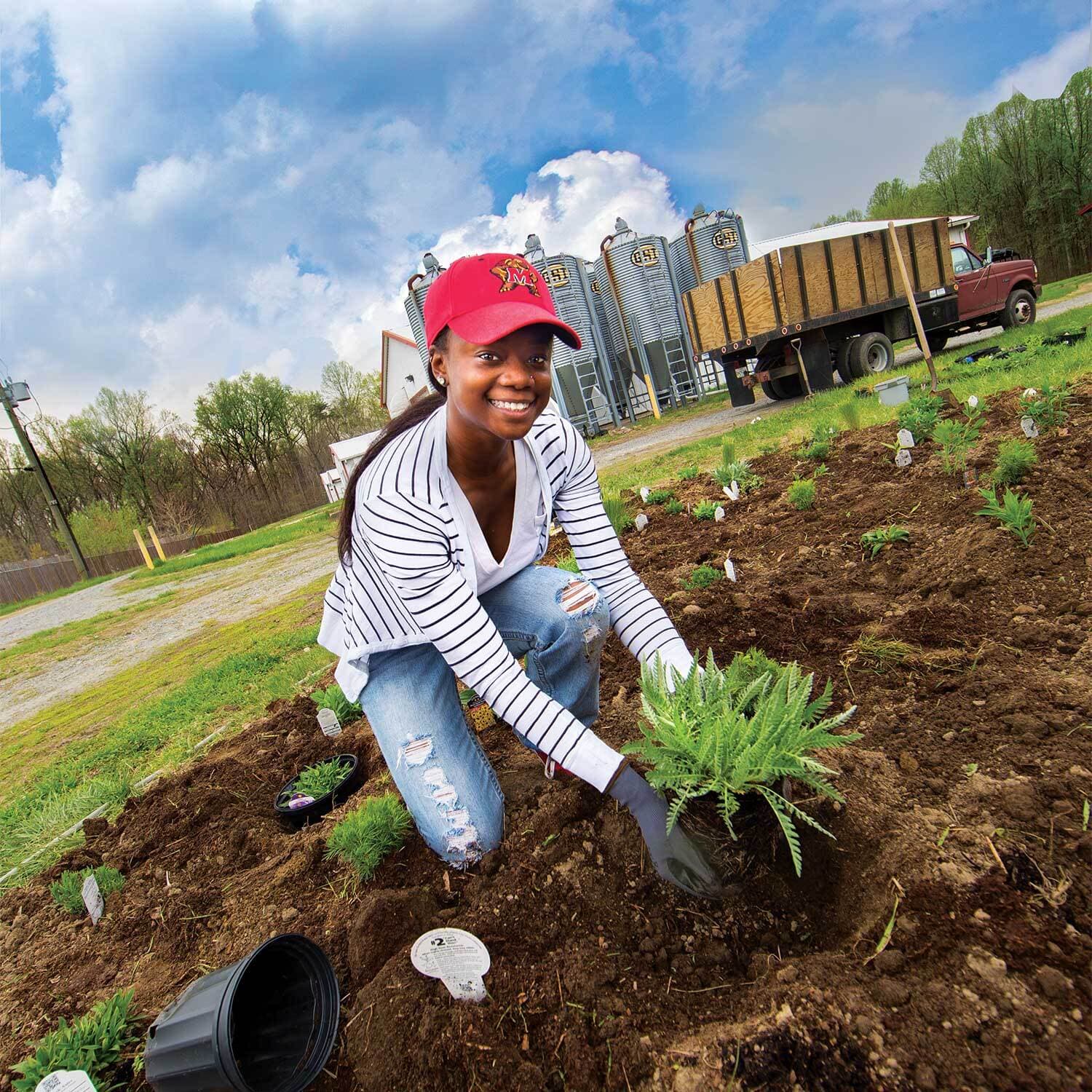 A student kneels down on bare soil, holding a plant in a garden bed on the UMD farm.