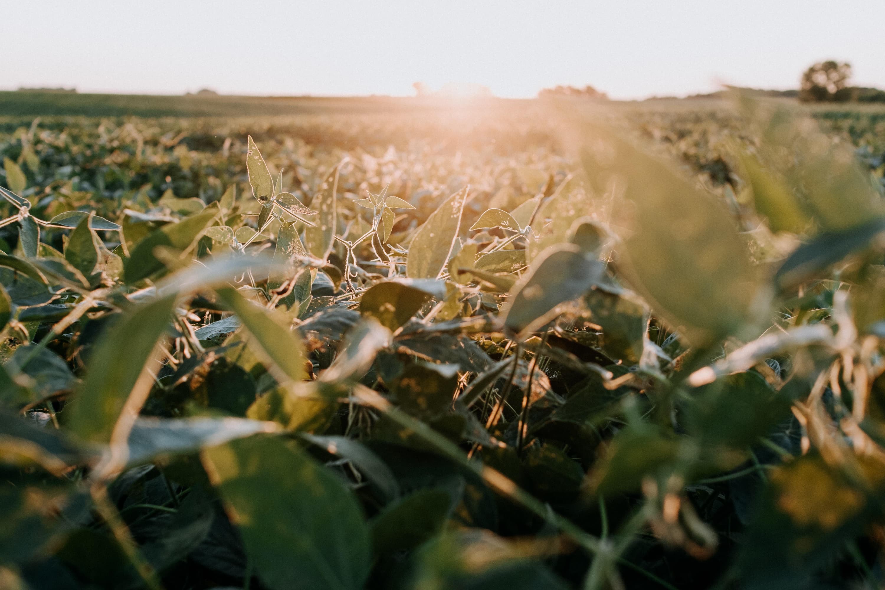 sunny soy plantation