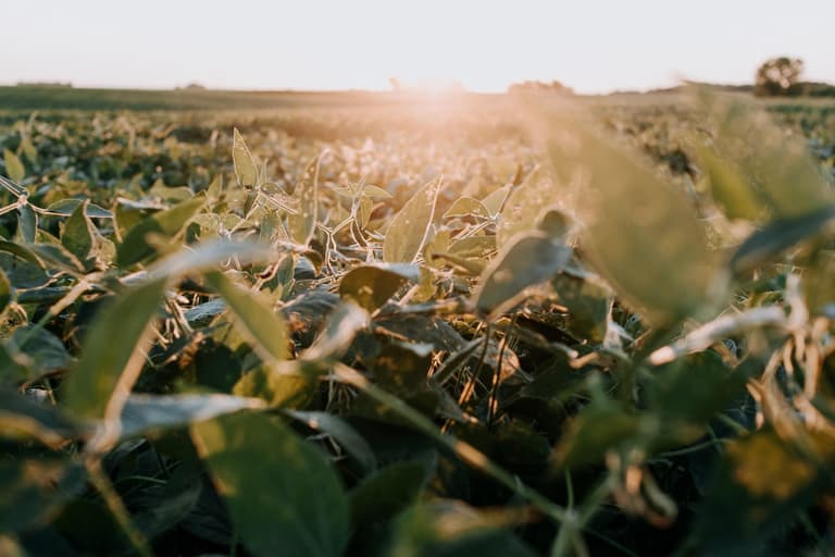 Soy plantation