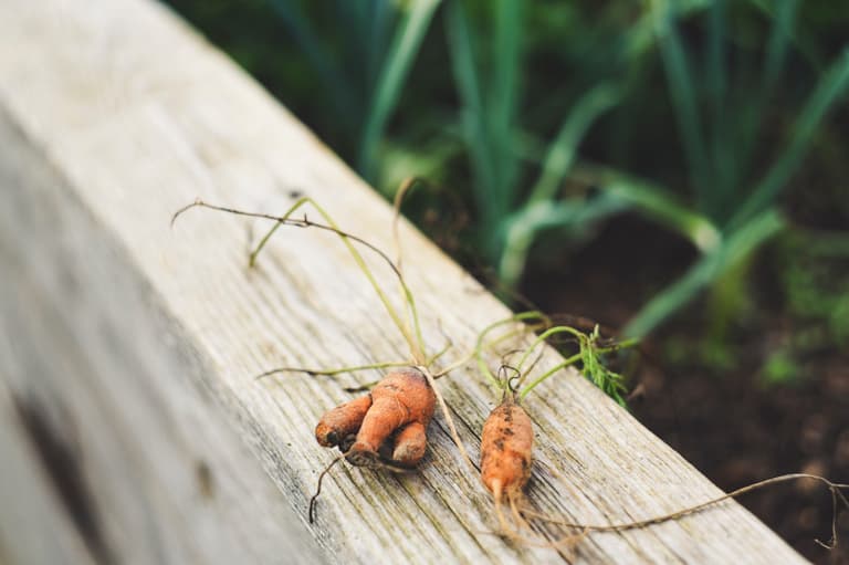 alternative protein from carrots