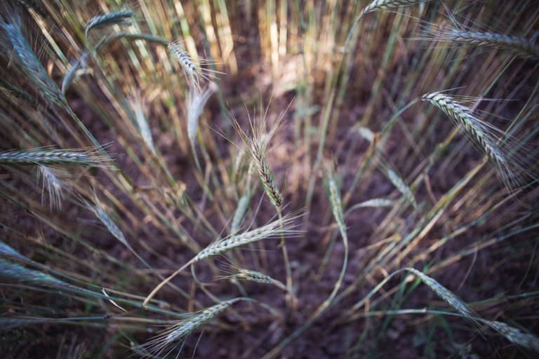 wheat irrigation showing the alternative protein and carbon neutral food system combine