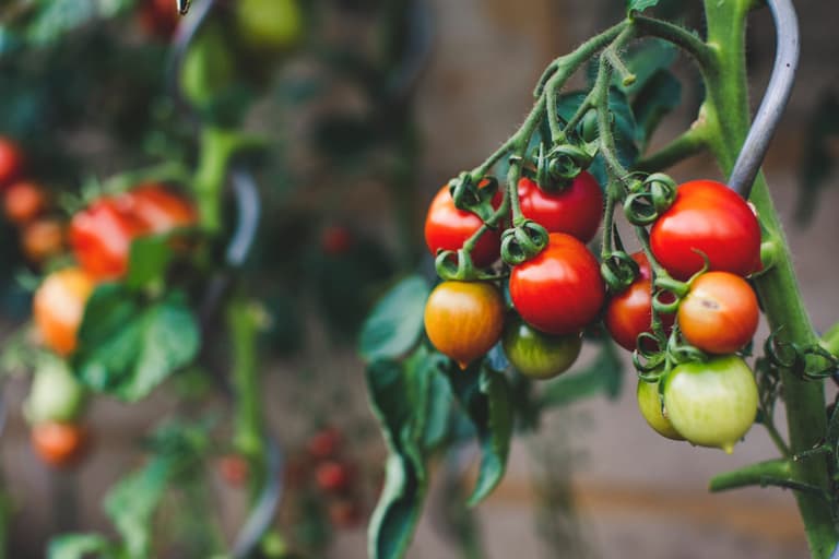 plant based meat from tomatoes