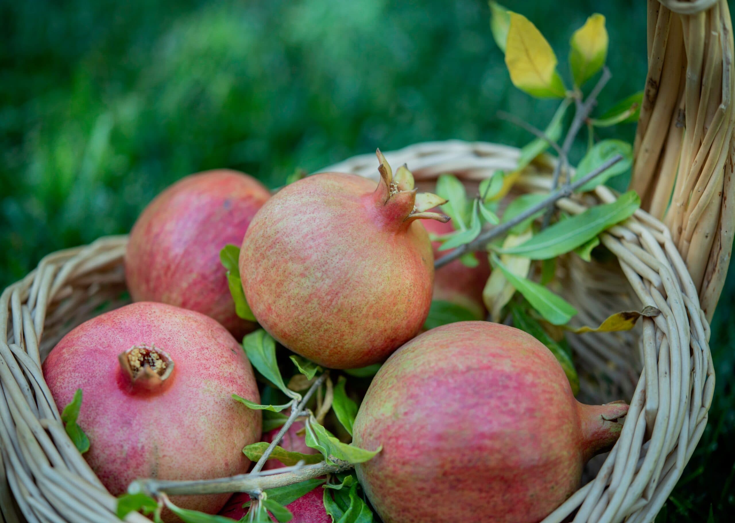 Food Biotechnology