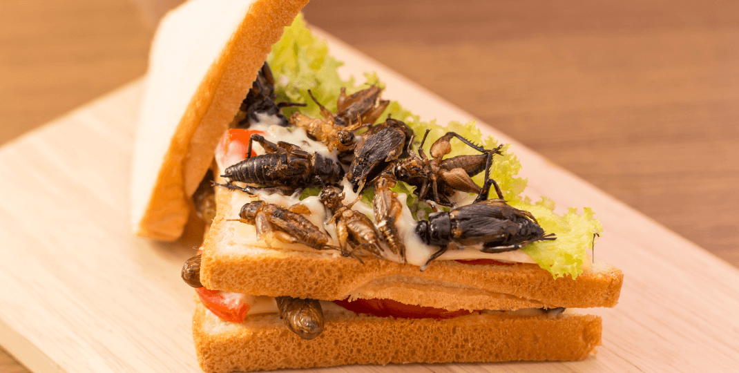 a sandwich with insects