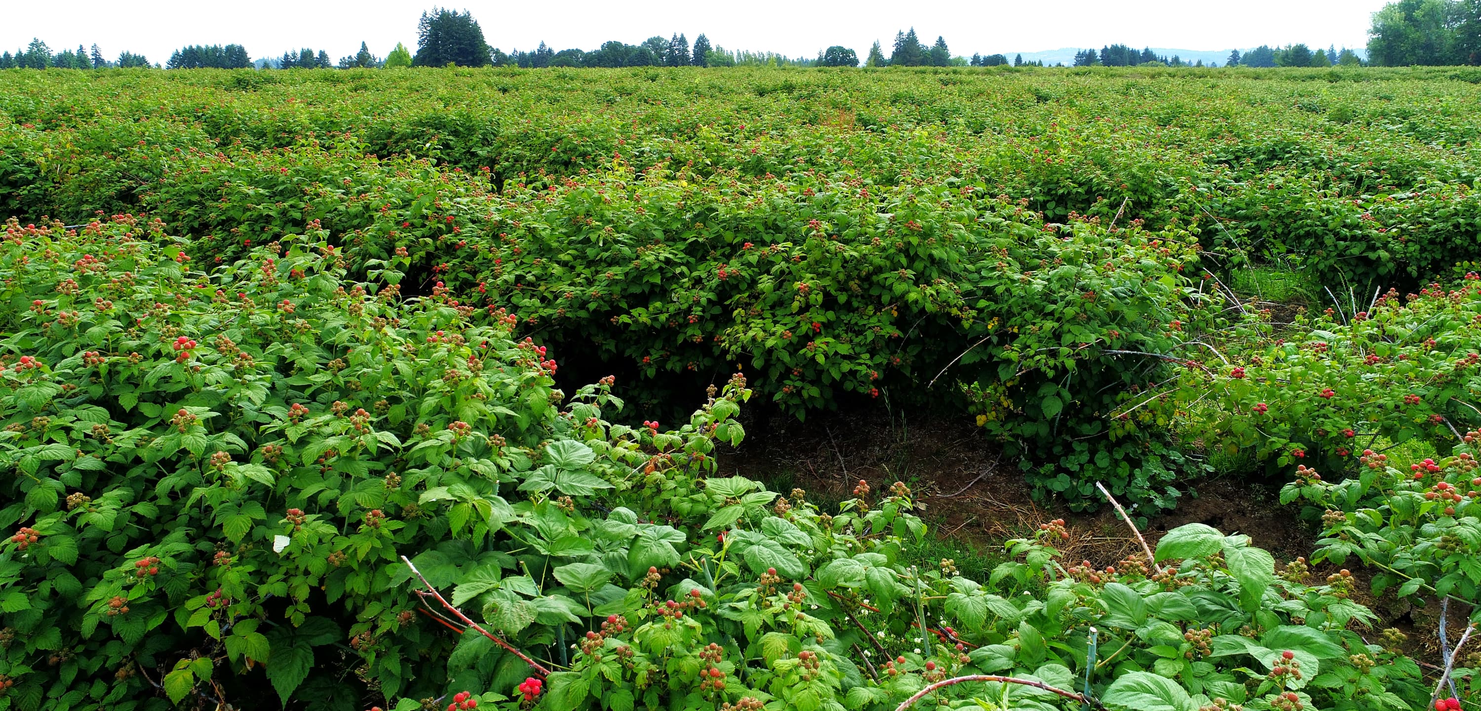 Oregon Berry | Black Raspberries