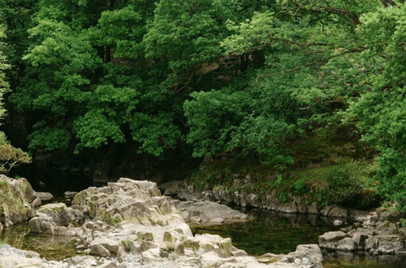 Gill Force