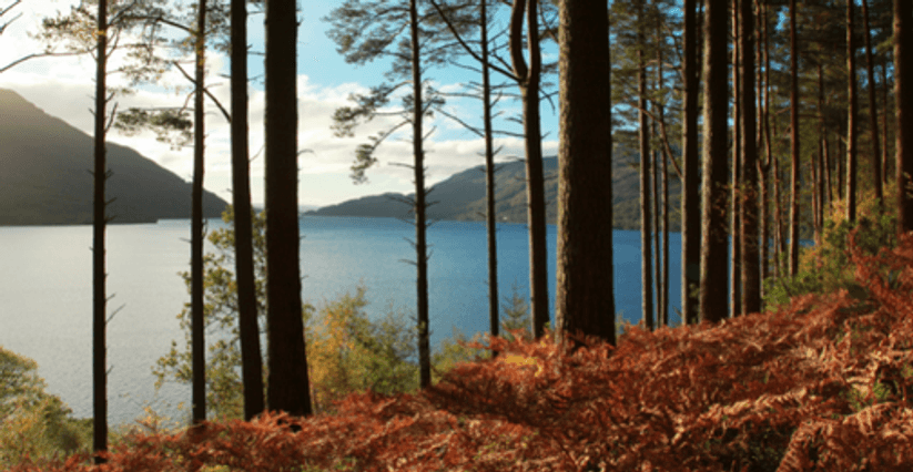 Trees and ferns in front of Loch Lomond Scotland