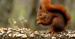 Red squirrel wildlife scotland