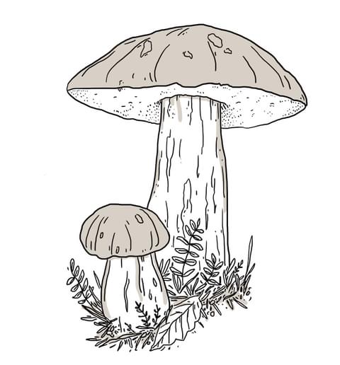 «ernteriif» Nr. 5: Zuchtpilze «ernteriif» Nr. 5: Zuchtpilze