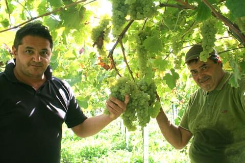 Cantina Orsogna Cantina Orsogna