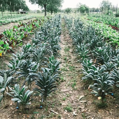 Some rows of newly planted crops in the garden