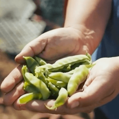 Image of two hands holding a bundle of bright green peas picked from the garden