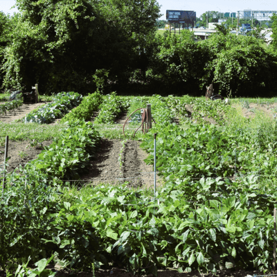 Landscape picture of rows with lush green plants