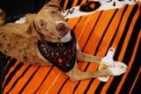 Tito's Vodka Love Your Pet Day