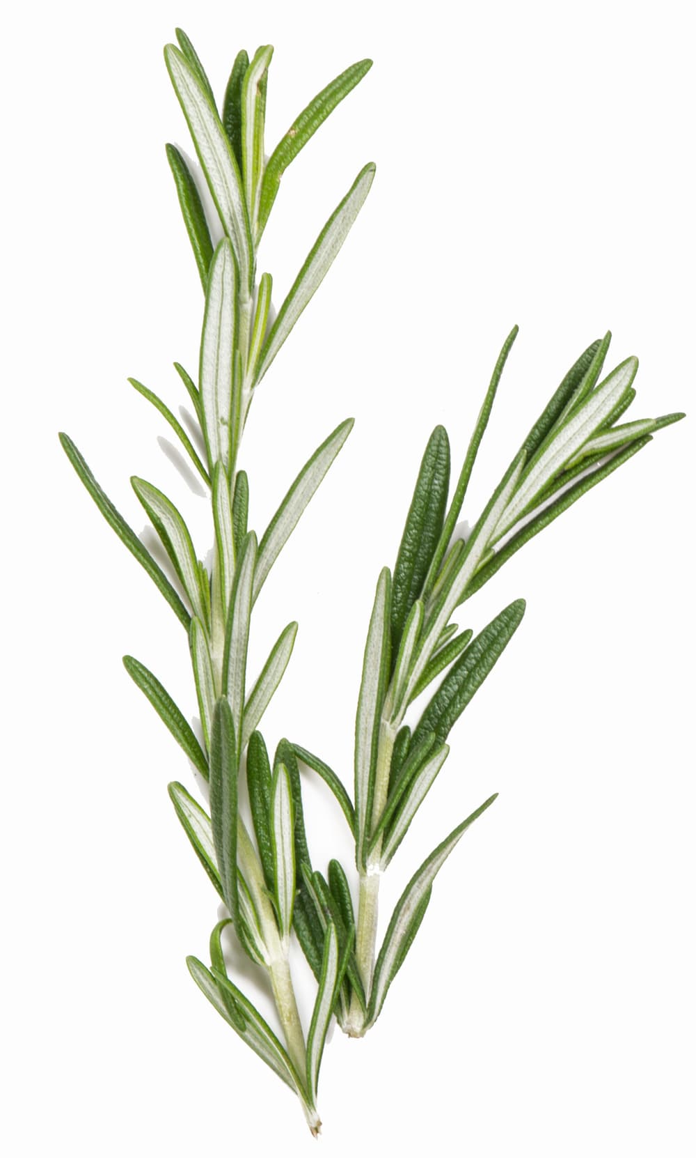 Tito's Vodka Rosemary Sprig Ingredient