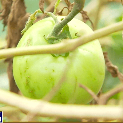 Close up image of a greenish yellow crop hanging in a garden bed