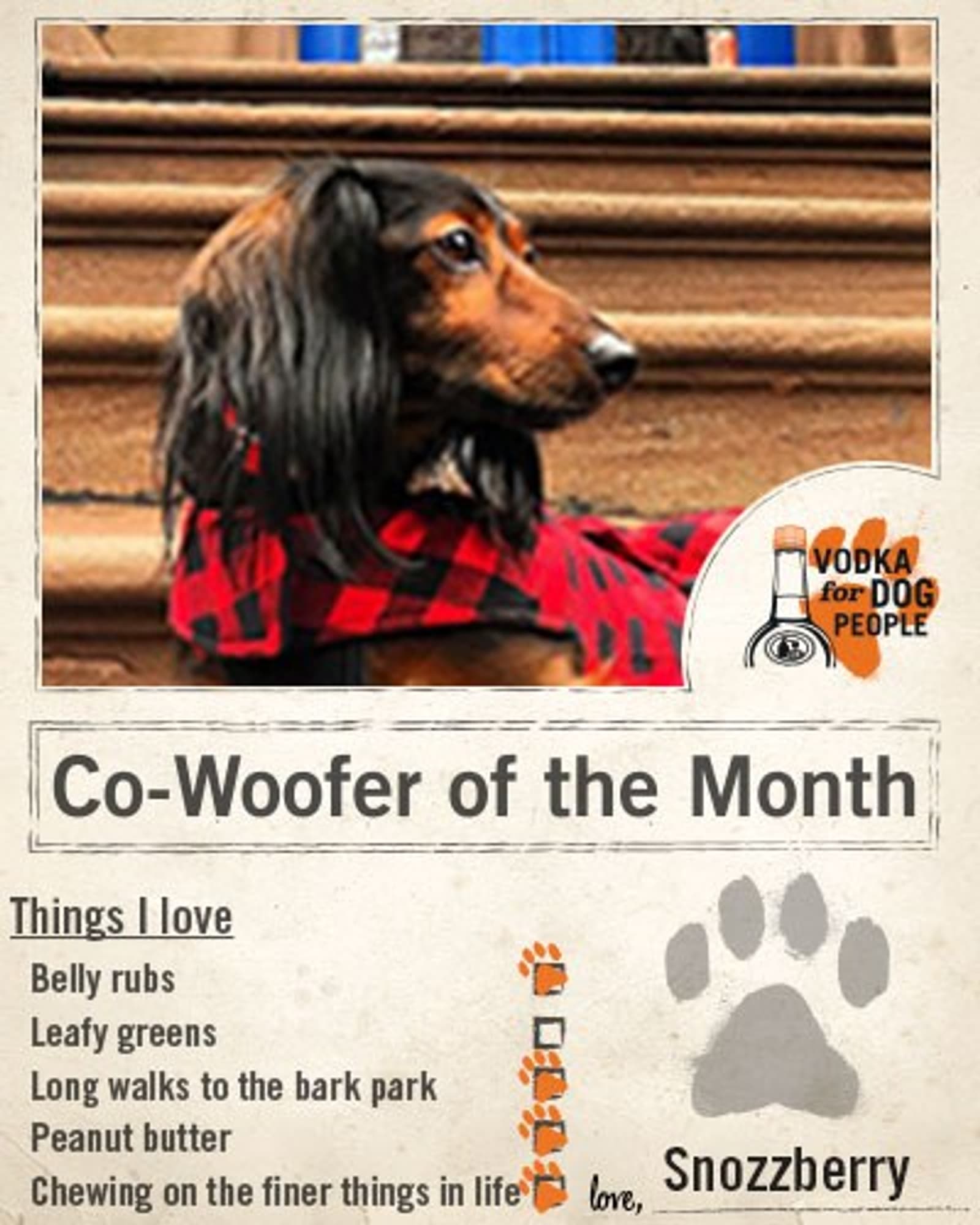 Tito's Vodka Dachshund Co-Woofer of the Month Questionnaire