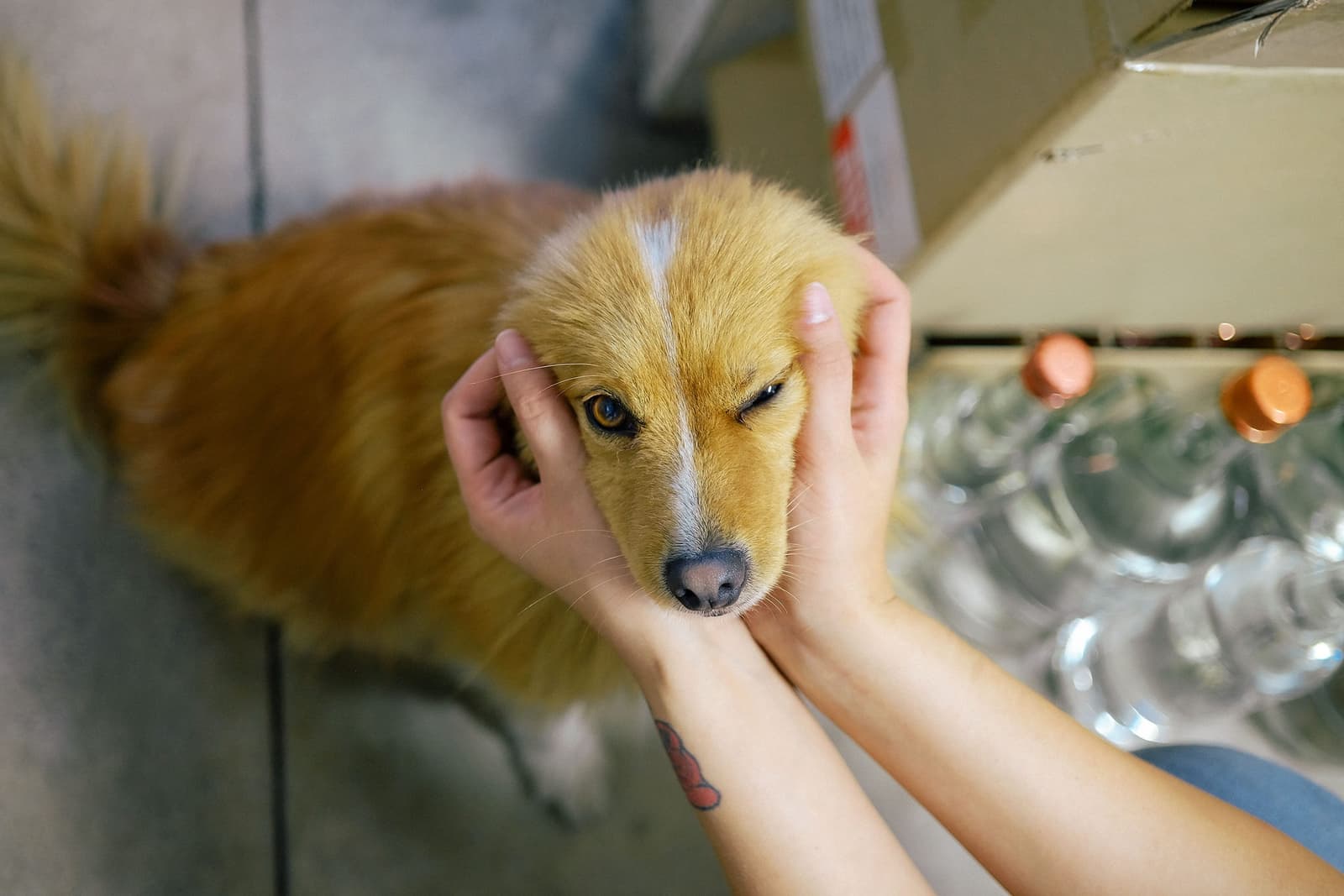 A Tito's Vodka Employee Shows Their Dog Love