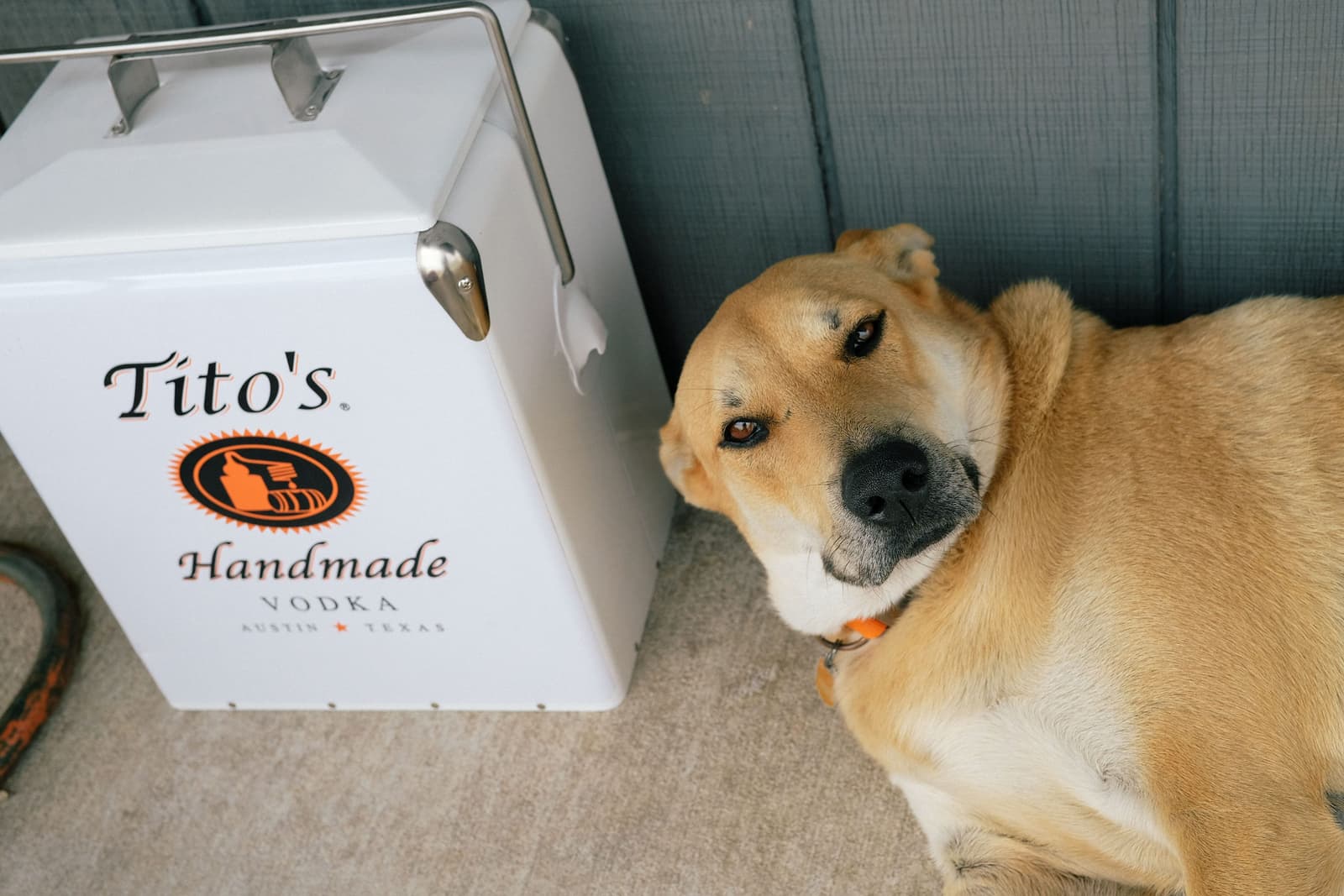 Tito's Vodka Co-Woofer Laying Down for a Nap