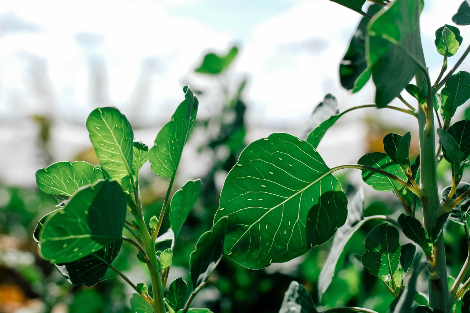 Plants grown at Tito's Farm
