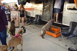 Dogs at Tito's Vodka Trailer at Bark in the Park