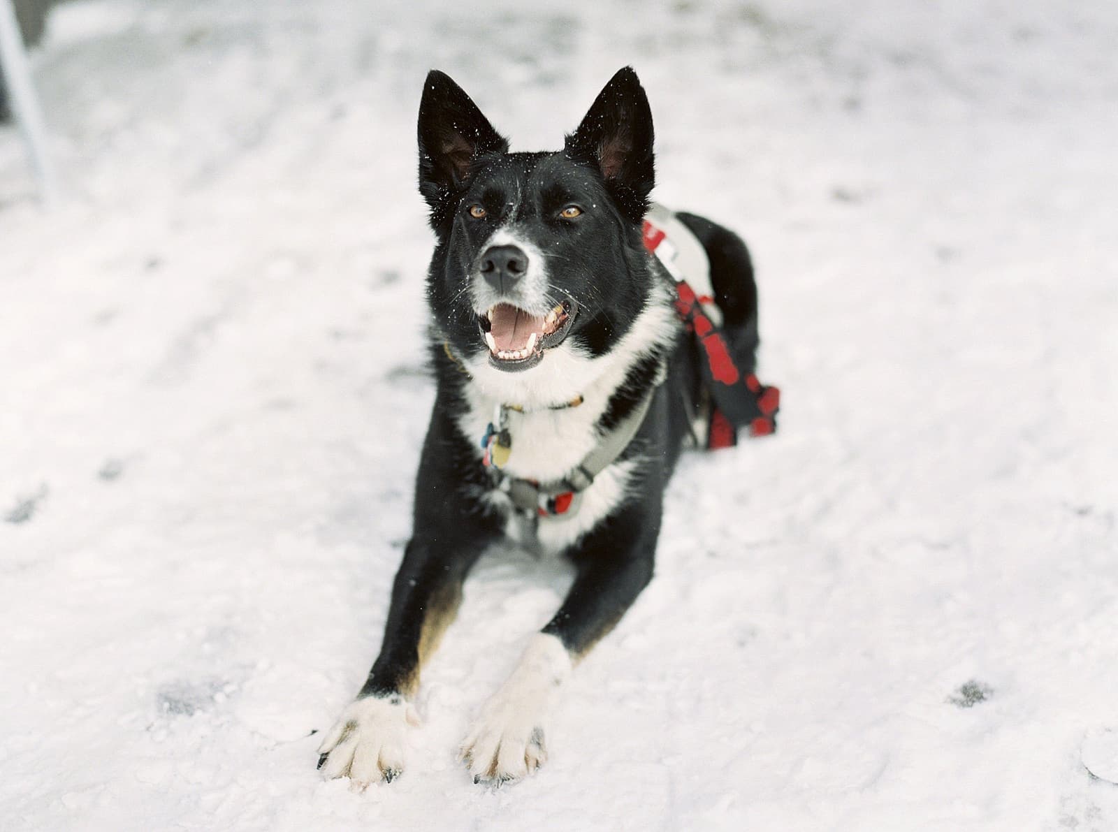 Tito's Vodka Black and White Dog in Snow