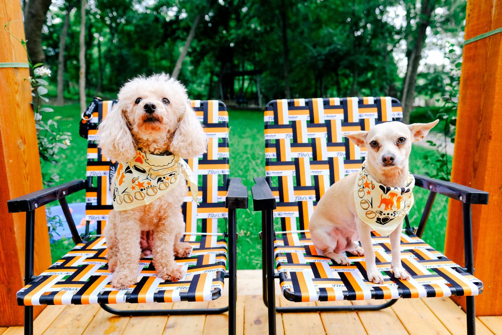 Tito's Vodka dogs, Cardi and Roy, hang out on the patio.