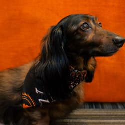 Tito's Vodka Dachshund Co-Woofer of the Month
